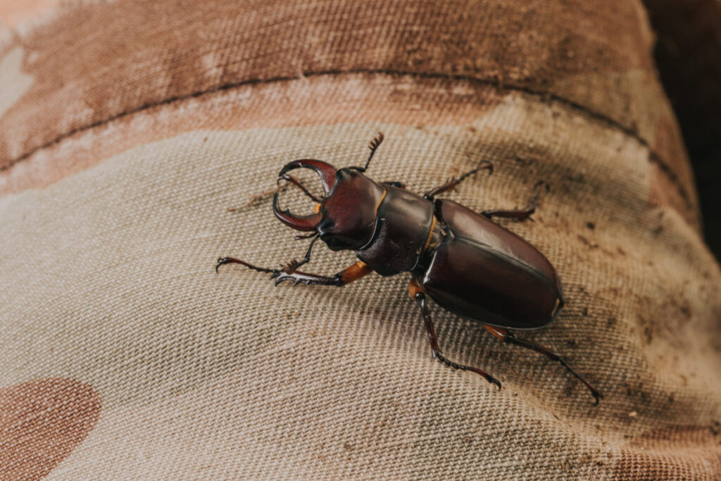 wasp pest control manchester