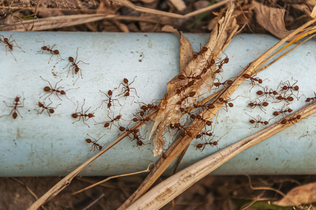 Ant Control Services in Greater Manchester