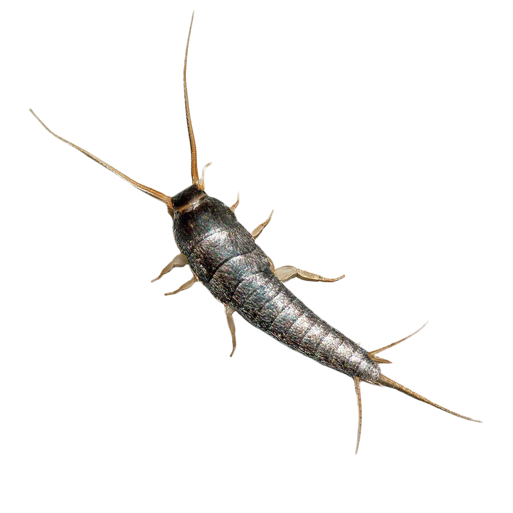 Silverfish Pest Control Services