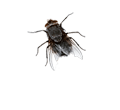 Flies Pest Control Services