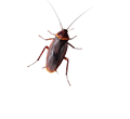 Cockroach Control & Elimination Services