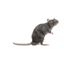 rat