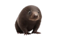 mole image