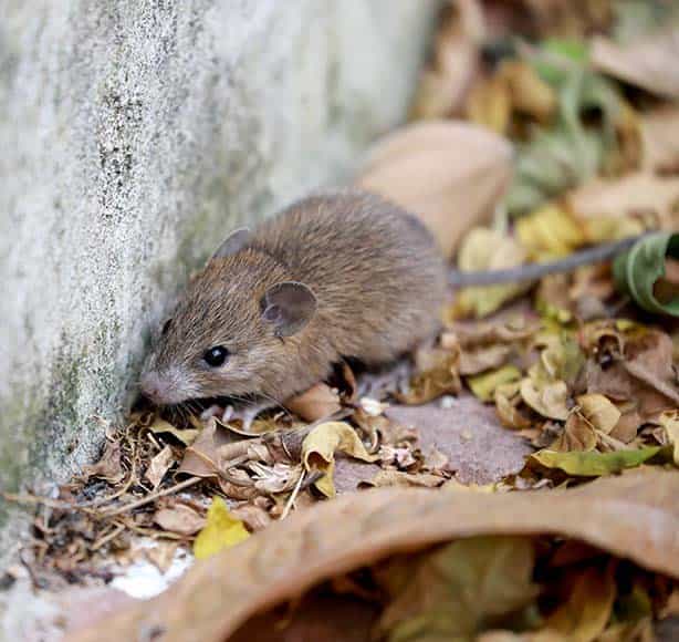 mouse control manchester