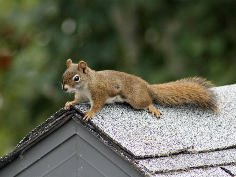 Squirrel Removal & Prevention Services