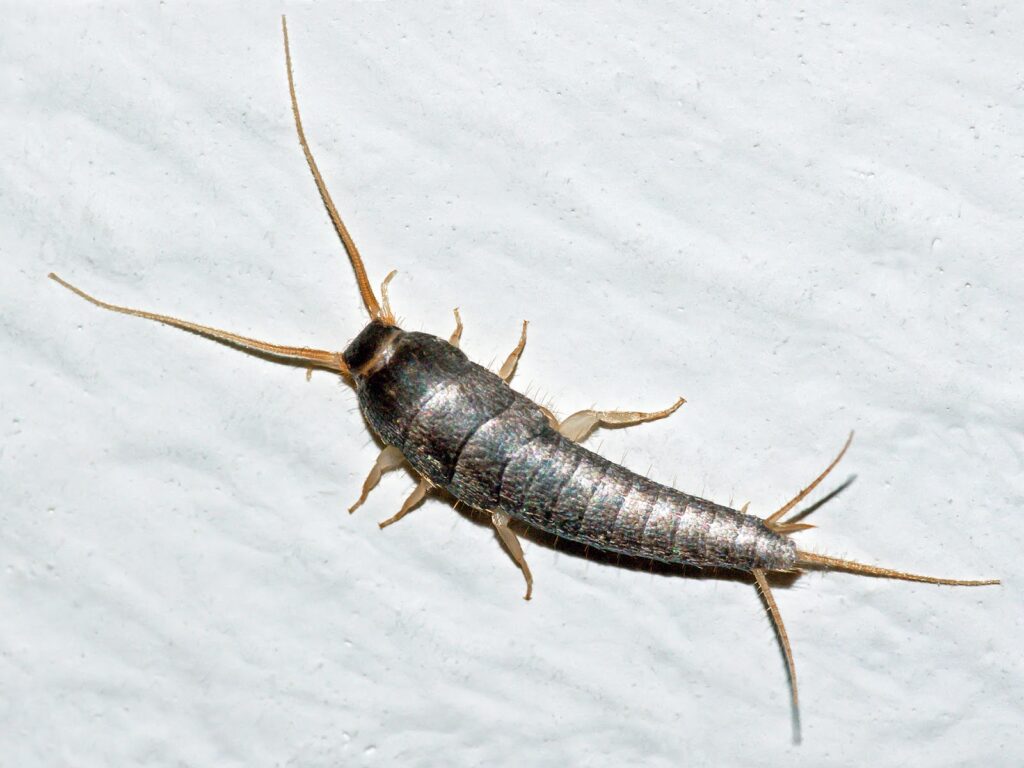 Silverfish Pest Control Services